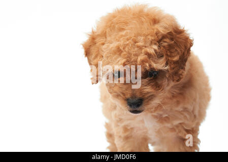 Petit Caniche chiot marche close-up isolé sur fond blanc Banque D'Images