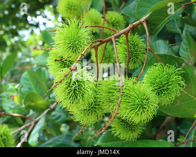 Fermé Bande d'immature vert dynamique sur l'arbre Fruits Ramboutan Banque D'Images