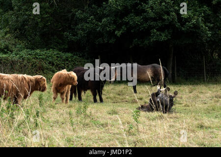 À la Highland cattle à un cheval roulant sur le sol. Banque D'Images