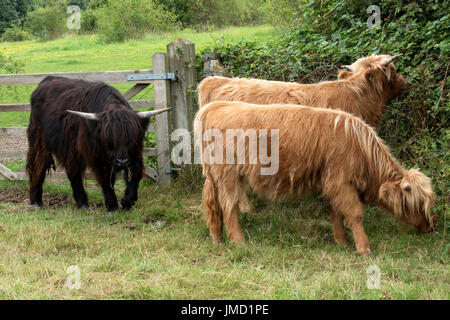 Deux brunes et une noire Highland cattle Banque D'Images