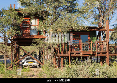 Le Urikaarus Camp de pleine nature avec ses bungalows sur pilotis est situé sur la rive de la rivière Auob Sec. Les arbres sont Camelthorn arbres (Acacia erioloba). Désert du Kalahari, Kgalagadi Transfrontier Park, Afrique du Sud. Banque D'Images