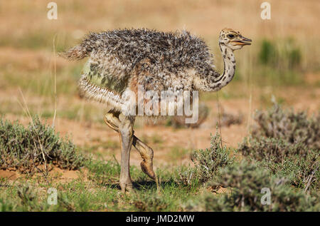 Autruche (Struthio camelus), close up Banque D'Images