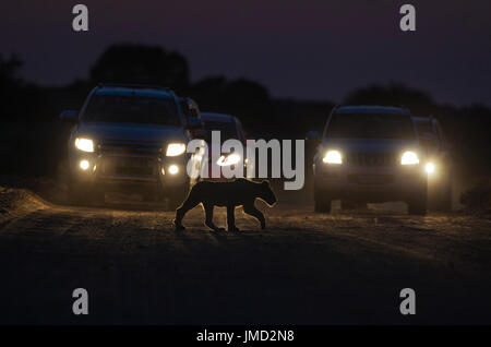 L'African Lion (Panthera leo) un cub traverse une route à l'aube. Les voitures derrière juste quitté un camp pour la commande de jeu de matin Banque D'Images