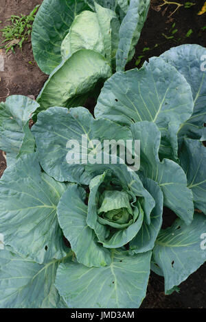 Non récoltée fraîche bio chou (Brassica oleracea) dans le sol - Vue de dessus Banque D'Images