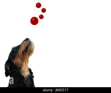 Race de chien de terrier de chasse allemand à la recherche jusqu'à boules rouges Banque D'Images