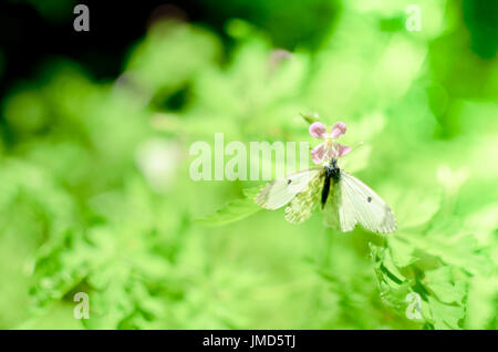 Petit papillon du chou blanc sur l'herbe et de fleurs Banque D'Images