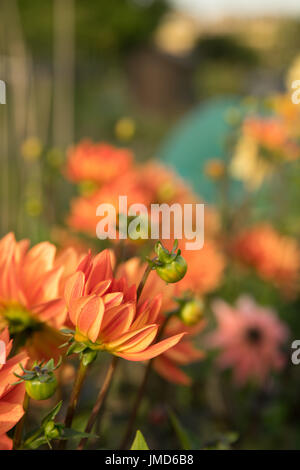 Dahlias cactus semi rouge rose orange Banque D'Images
