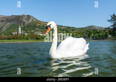 Sygnus olor Cygne muet sur le lac en bateau à Llanfairfechan Banque D'Images