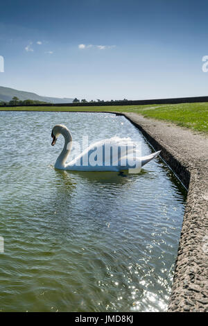 Sygnus olor Cygne muet sur le lac en bateau à Llanfairfechan Banque D'Images