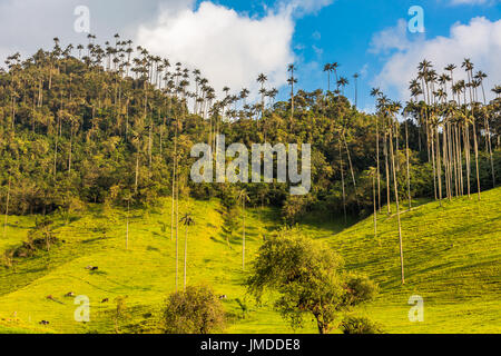 El Bosque de Las Palmas Paysages de palmiers de la vallée de Cocora près de Salento Quindio en Colombie Amérique du Sud Banque D'Images