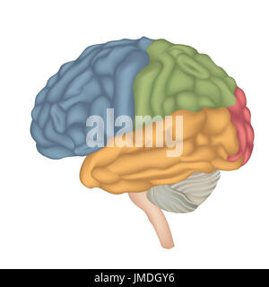 L'anatomie du cerveau. Vue latérale du cerveau humain. Illustration isolé sur fond blanc. Banque D'Images