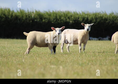 Texel les brebis et les agneaux à l'herbe Banque D'Images