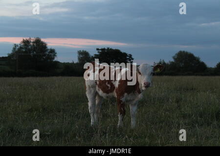La DAR et white calf au crépuscule Banque D'Images
