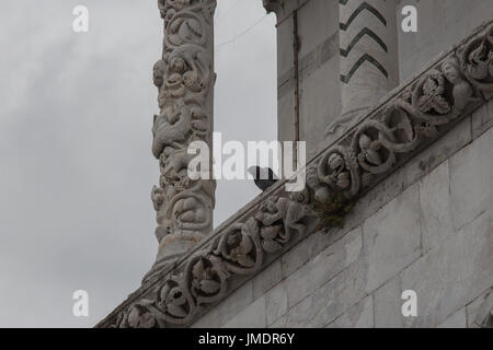 L'Italie, Lucca - 18 septembre 2016 : le point de vue d'un pigeon sur le mur de la cathédrale de Lucques. Cattedrale di San Martino le 18 septembre 2016 à Lucques, Toscane Banque D'Images