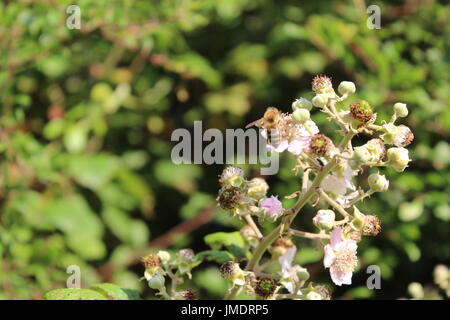 Les abeilles du miel sur bush blackberry blossom Banque D'Images