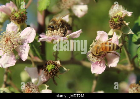 Les abeilles du miel sur bush blackberry blossom Banque D'Images