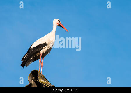 Belle stork assis sur le toit de la maison et à la recherche autour. Photo sur un ciel bleu. Banque D'Images