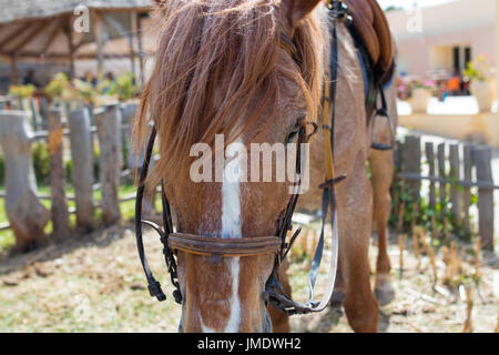 Beau cheval sur la nature Banque D'Images