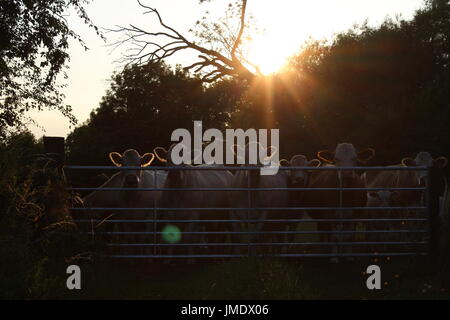 Les vaches à plus de gate Banque D'Images