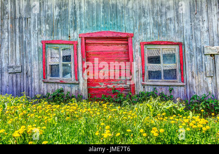 Peint rouge vieux millésime hangar avec fleurs de pissenlit jaune en été dans la campagne de terrain du paysage Banque D'Images