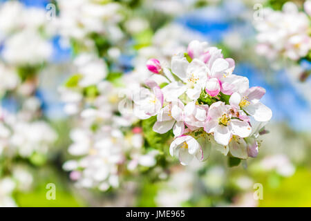 Gros plan macro de blanc et rose apple blossoms growing on tree Banque D'Images