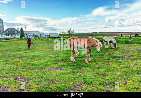 Chevaux dans les enclos de ferme stable le pâturage sur l'herbe verte en mode paysage Banque D'Images