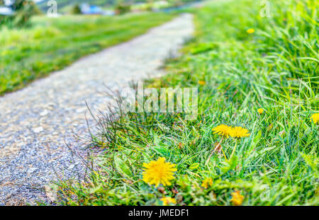 Gros plan macro de fleurs de pissenlit jaune dans l'herbe par voie du chemin Trail Banque D'Images