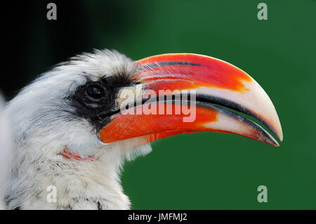 Calao à bec rouge du nord,Tanzanie/ (Tockus erythrorhynchus) | Rotschnabeltoko / (Tockus erythrorhynchus) Banque D'Images