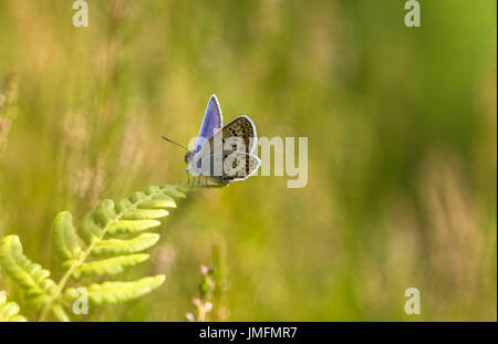 L'IDAS Plebejus idas Blue Butterfly assis sur une feuille de fougère Banque D'Images