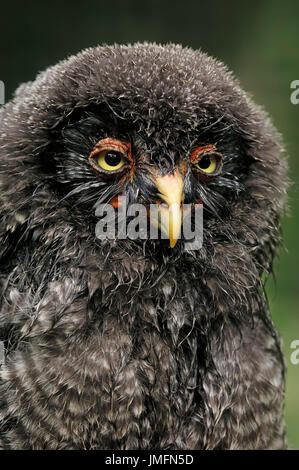 Les jeunes / La Chouette lapone (Strix nebulosa) / Great Grey Owl | Bartkauz, Jungvogel / (Strix nebulosa) Banque D'Images