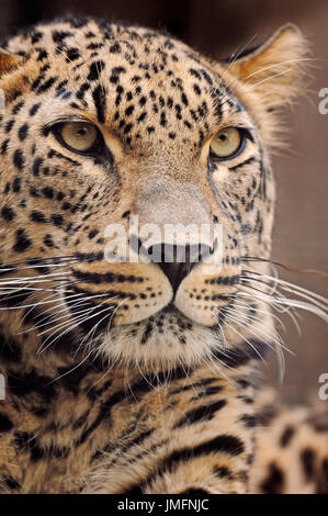 Persian Leopard / (Panthera pardus ciscaucasica, Panthera pardus saxicolor) Banque D'Images