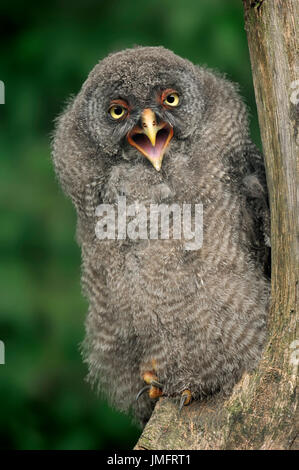 Les jeunes / La Chouette lapone (Strix nebulosa) / Great Grey Owl | Bartkauz, Jungvogel / (Strix nebulosa) Banque D'Images