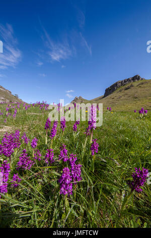 Early Purple Orchidées de Stoney Middleton and Chatsworth Dale Peak District Banque D'Images