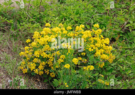 Crownvetch méditerranée, Provence, Sud de France / (Coronilla valentina subspec. glauca, coronilla glauca) Banque D'Images