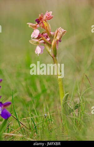 Green-winged Orchid, Provence, Sud de France / (Orchis morio, Anacamptis morio) / Early Purple Orchid, Vert veiné de Orchid Banque D'Images