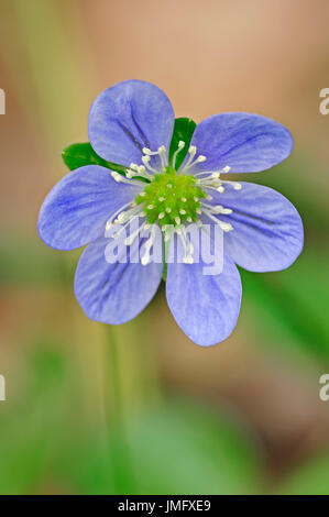 Liverleaf, Provence, Sud de France / (Hepatica nobilis) / Common Hepatica, Hépatique | Leberbluemchen, Provence, Suedfrankreich Banque D'Images