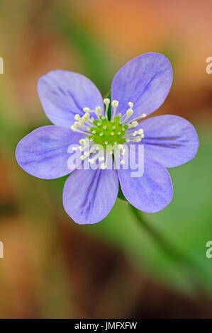 Liverleaf, Provence, Sud de France / (Hepatica nobilis) / Common Hepatica, Hépatique | Leberbluemchen, Provence, Suedfrankreich Banque D'Images