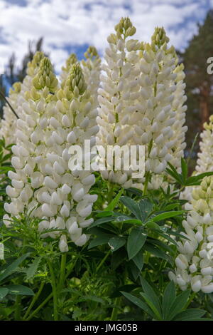 Un grand nombre de champ lupin blanc Banque D'Images