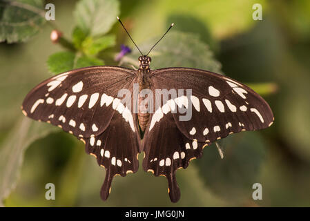 Un adulte papillon de Constantine Banque D'Images