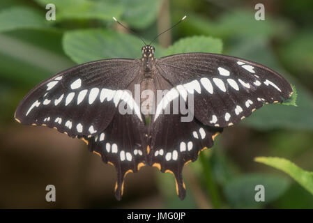 Un adulte papillon de Constantine Banque D'Images