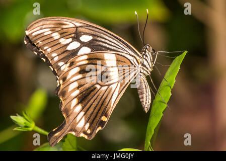 Un adulte papillon de Constantine Banque D'Images