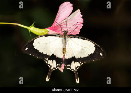 Un adulte Moqueur Swallowtail butterfly Banque D'Images