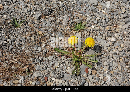 Le pissenlit pousse sur des décombres, France / (Taraxacum officinale) | Loewenzahn, Frankreich / (Taraxacum officinale) Banque D'Images