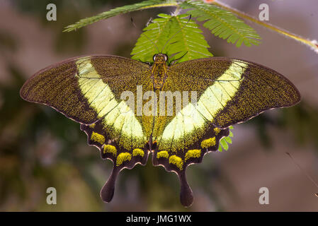 Le Livre vert-banded Swallowtail butterfly Banque D'Images