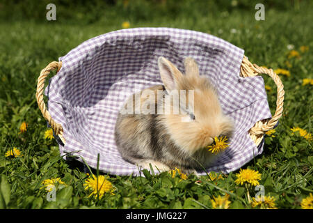 Lapin nain. Les jeunes assis dans un petit panier sur une prairie en fleurs, manger une fleur de pissenlit. Allemagne Banque D'Images