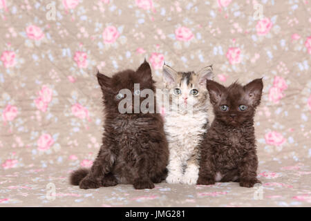 Selkirk Rex. Trois chatons (6 semaines). Studio photo vu contre un floral design papier peint. Allemagne Banque D'Images