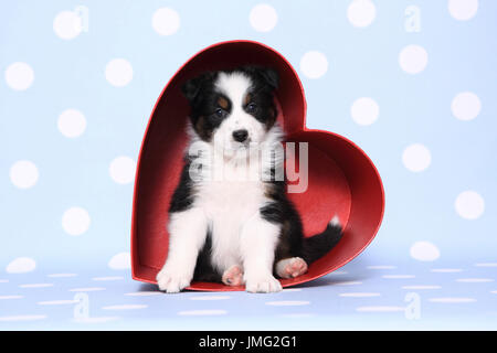 Berger Australien. Puppy (6 semaines) assis dans un cœur rouge en carton. Studio photo sur un fond bleu avec des pois blancs. Allemagne Banque D'Images