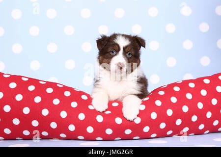 Berger Australien. Puppy (6 semaines) étendu sur un cushiont rouge avec pois blancs. Studio photo sur un fond bleu avec des pois blancs. Allemagne Banque D'Images