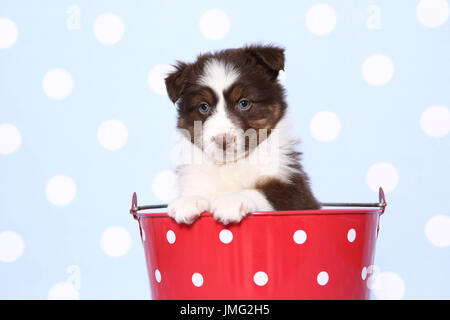 Berger Australien. Puppy (6 semaines) dans un seau rouge à pois blancs. Studio photo sur un fond bleu avec des pois blancs. Allemagne Banque D'Images