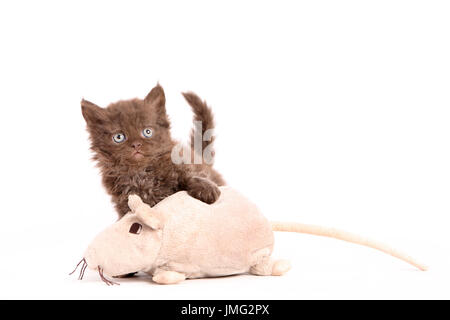 Selkirk Rex. Chaton (6 semaines) avec de petites souris. Studio photo sur un fond blanc. Allemagne Banque D'Images